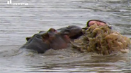 Africa's Lost Eden (2010)