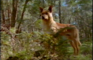 Animal Crime Scene (2005)