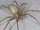 Brown Recluse Spider