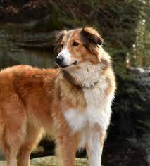 Old time scotch collie sales breeders usa