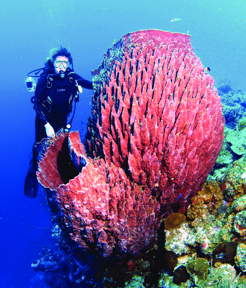 Branch Coral, NatureRules1 Wiki