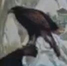 The Holy Mountain (1973)