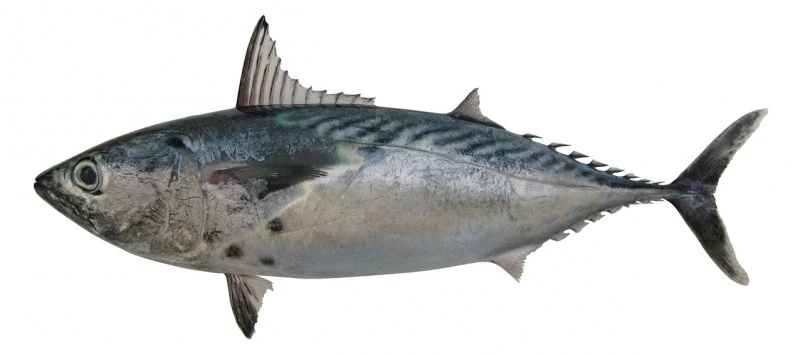 Mackerel Tuna | NatureRules1 Wiki | Fandom