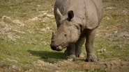 Nature's Biggest Beasts (2018)