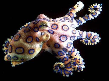 Blue Octopus