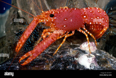 Shad-Tails #T51 Pelagic Red Crab