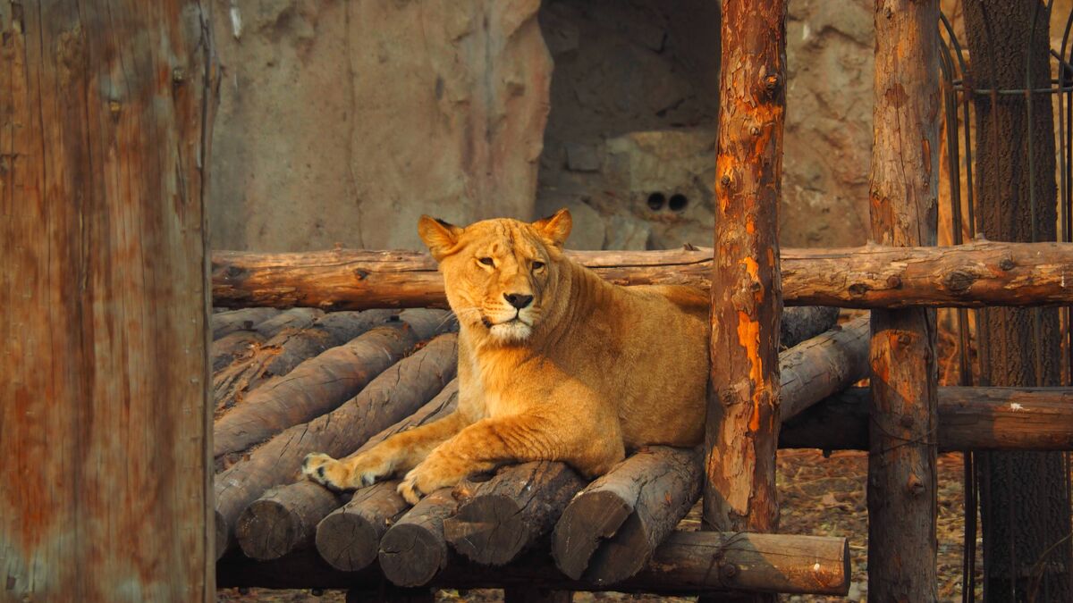 Senegal Lion | NatureRules1 Wiki | Fandom