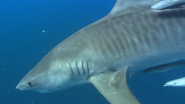 Shark Divers (2011)