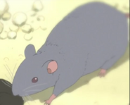 Shirokuma Cafe (2012-2013)