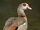 Egyptian Goose