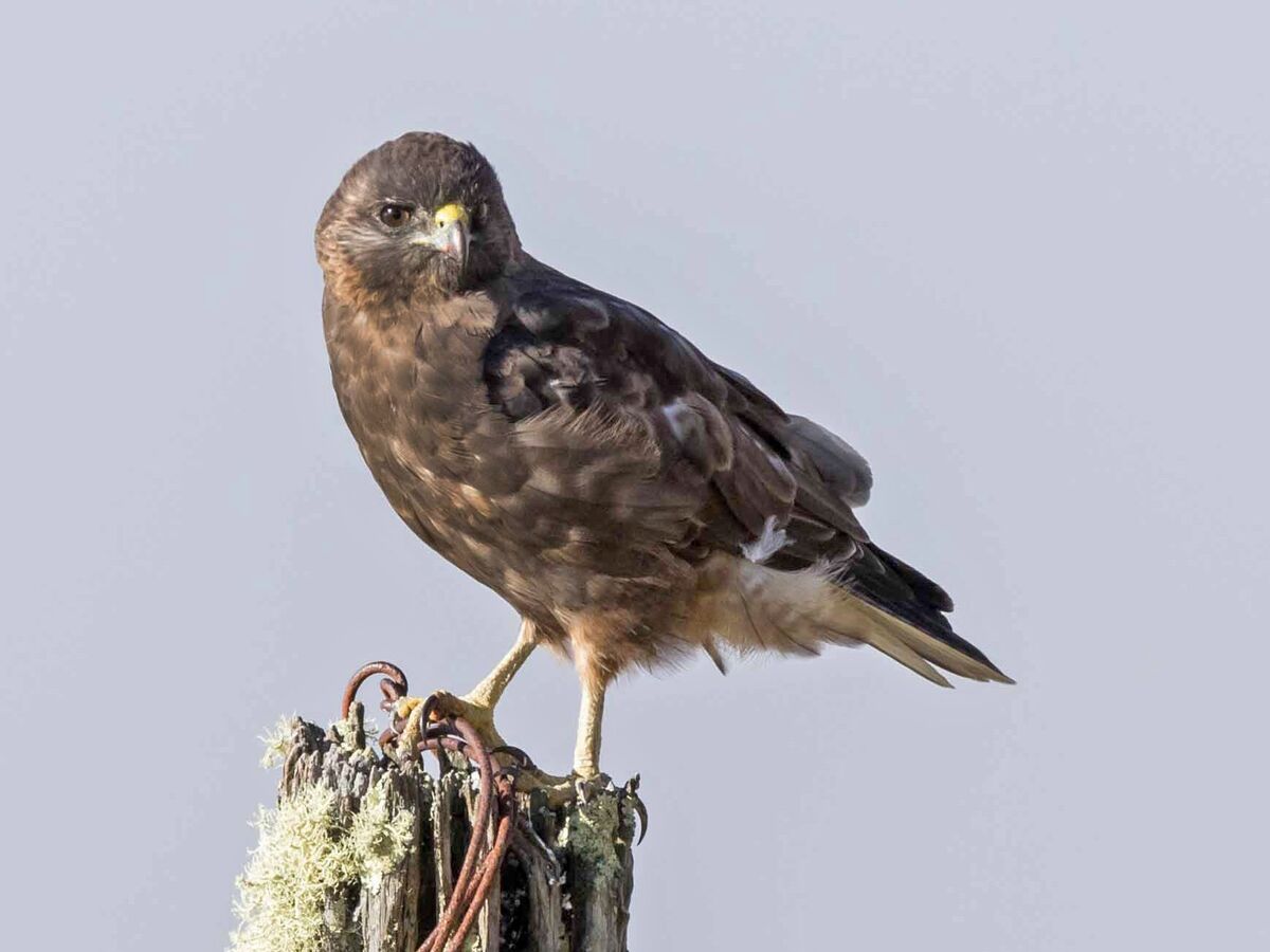 Hawaiian Hawk | NatureRules1 Wiki | Fandom
