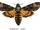 Death's Head Hawk-moth