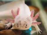 Axolotl