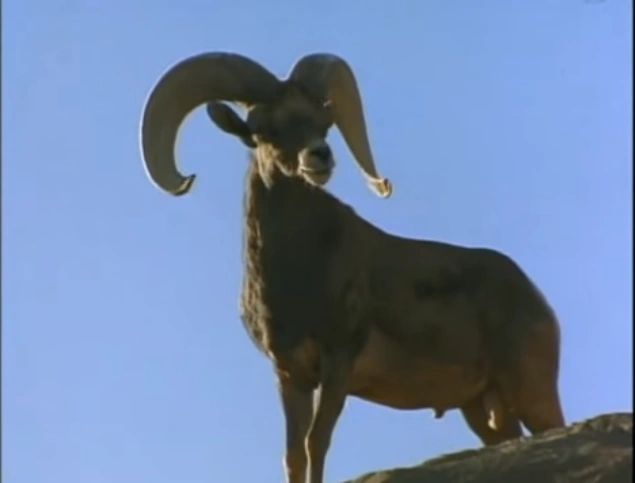 Condor Ridge | NatureRules1 Wiki | Fandom