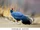 Blue Eared Pheasant