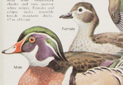 CREATURE FEATURE – Wood Ducks – Friends of the Rouge