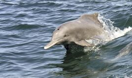 Indian Ocean Humpback Dolphin