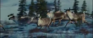 Into the Wild (2007)