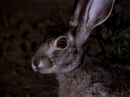 Kratts' Creatures (1996)