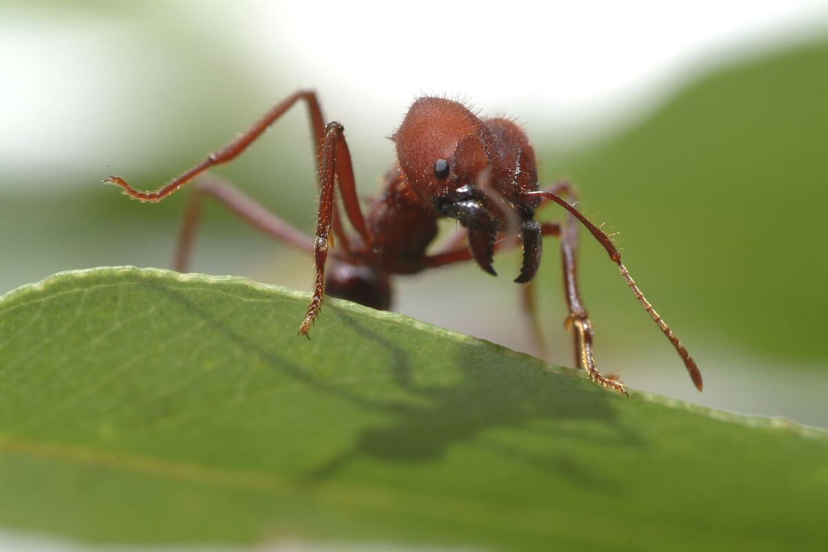 Leaf-cutter Ant | NatureRules1 Wiki | Fandom Leaf-cutter Ant | NatureRules1 Wiki | Fandom