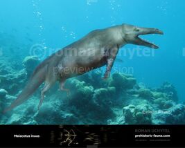 Maiacetus