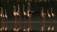 Serengeti Symphony (1998)