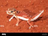 Smooth Knob-Tailed Gecko