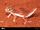 Smooth Knob-Tailed Gecko