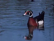 Water Birds (1952)