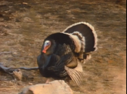 Our Favorite Animals (1992)