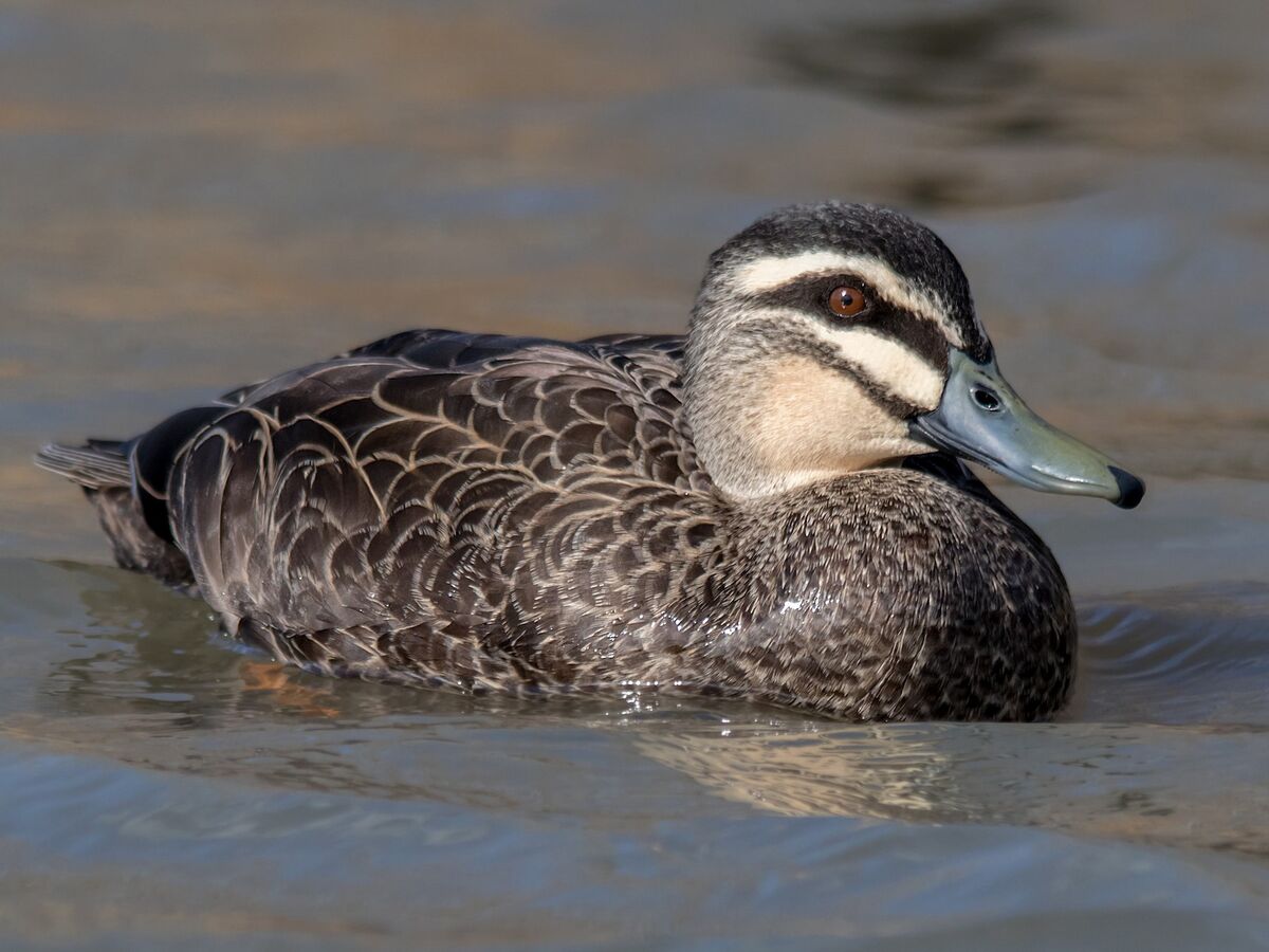 Pacific Black Duck | NatureRules1 Wiki | Fandom