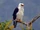 Black-and-white Hawk-eagle