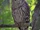 Barred Owl