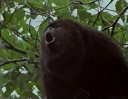 Jungle Nights (1997)