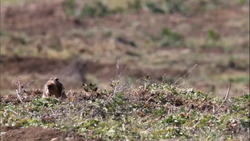 King African mole-rat - Wikiwand