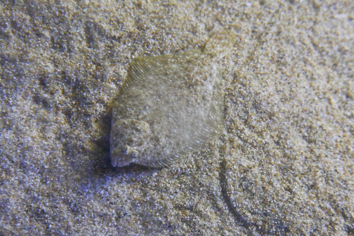 Marbled Flounder NatureRules1 Wiki Fandom