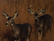 Nature's Habitats Deer