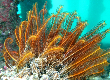 Heterometra crenulata - Graceful feather star - Taxo4254 - Wiki.nus