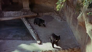 Rampage (1963)