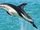 Dusky Dolphin