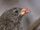 Vampire Ground Finch