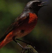 Common Redstart | NatureRules1 Wiki | Fandom