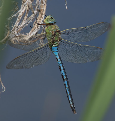 Emperor Dragonfly | NatureRules1 Wiki | Fandom
