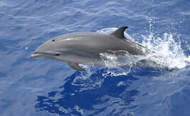 Frasers-dolphin-sg-robert-pitman