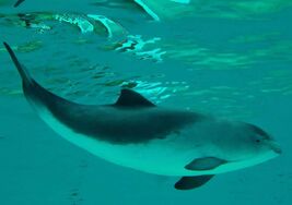 Harbour-porpoise-1