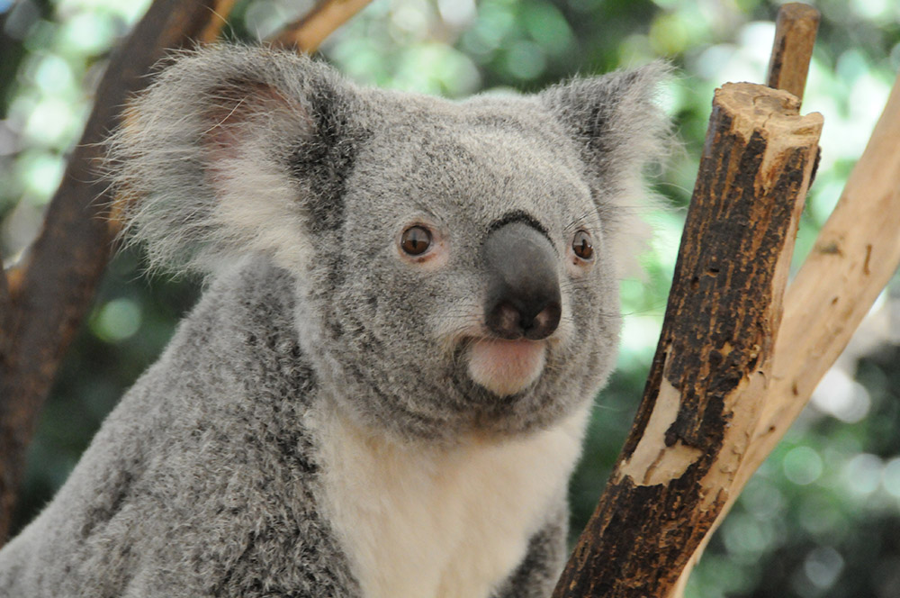 Natucate Blog – Koalas ⋅ Natucate