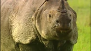 Rhinoceros (2007)