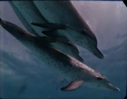 Sea Trek (1991)