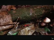 The Secret Of Life On Earth (1996)