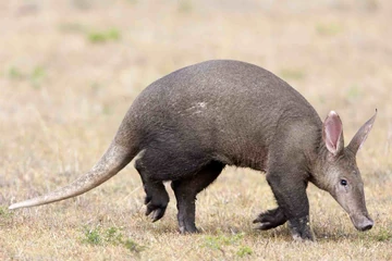 【Deram Nova】Aardvark / Aardvark Deram Nova】Aardvark / Aardvark Aardvark | NatureRules1 Wiki | Fandom